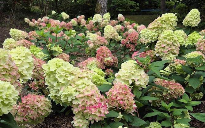 Photo showing Hydrangea paniculata 'Bonfire' flowering in summer with green, creamy-white and pink flower heads